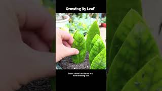 Zz Plants growing by leaf viral viralvideo shorts short youtubeshorts usa [upl. by Kachine284]