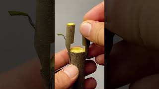 Pear tree trunk side branch grafting process [upl. by Burgener]