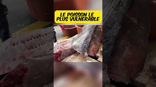 le poisson lune geant food cuisine streetfood streetcuisine gastronomique nourriture [upl. by Nahtnaoj]