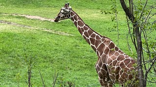 Binder Park Zoo Battle Creek MI [upl. by Pike535]