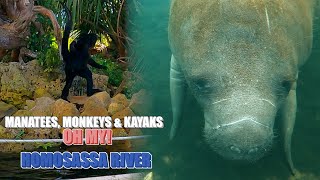 Manatees Monkeys amp Kayaks  Oh My  Homosassa River [upl. by Thorrlow]