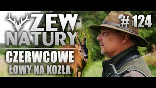 Czerwcowe łowy na Rogacza ZEWNATURY124 polowanie przyroda natura zwierzęta dziczyzna [upl. by Zaragoza827]