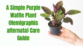 The Ultimate Purple Waffle Plant Hemigraphis alternata Care Guide Tips and Tricks [upl. by Rockey]