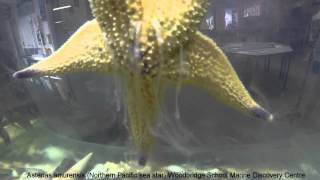 Northern Pacific sea star spawning [upl. by Kimitri]