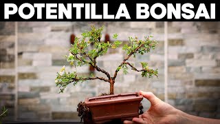 How to Make Bonsai from Potentilla🌼EASY [upl. by Corvin]