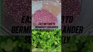 How to grow Coriander at home😱🌿☘️🍀shorts coriander corianderleaf viralshort trending garden [upl. by Mylo]