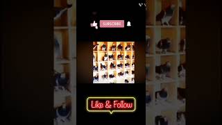 RASER Kabutarki video👿😈  PIGEON LOVER channelviral video😈😊😊👿😊😝☺️😅🤣😚😭😄🥺😂😙😗🤔😋😔😛👿👿😊👿👿👿 [upl. by Gaddi]