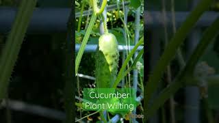 Cucumber Plant Wilting [upl. by Atirma]