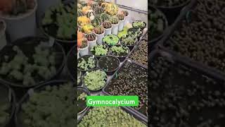 Gymnocalycium shortvideo gymnocalycium horticulture cactus [upl. by Idnil]