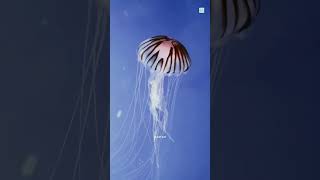 jellyfish amazingfacts interestingfacts ocean factach facts shorts new trending latest [upl. by Corel99]