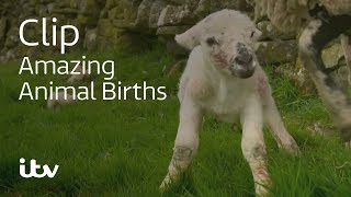 Amazing Animal Births  Newborn Lamb Bonds With Mother  ITV [upl. by Marline]