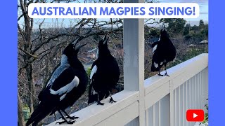 Australian Magpies Singing 😍 National Anthem Listen it’s an Unbelievable SOUND magpie bird [upl. by Schou]