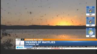 Mayflies Swarm Wisconsin [upl. by Amees]