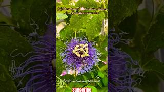 Krishna Kamal Passion Flower 🌺 shorts ytshorts gardening flowers trending [upl. by Clotilda95]