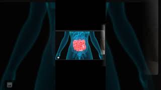 human body fact t small intestine viral facts bodyknowledge youtubeshorts education [upl. by Arodasi]