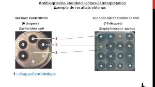 Antibiogramme  notions de base [upl. by Pigeon]