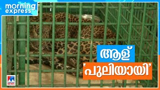 കടുവ അക്രമിച്ച 7 വയസുകാരന്‍ പുലി ഉഷാറായി ദിവസം 2 കിലോ ബീഫ് അകത്താക്കുന്നു  Attapadi [upl. by Adias]