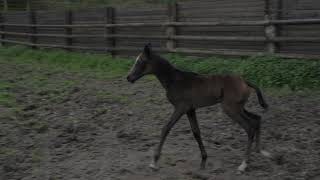 Hadarsi Agat Shael Adair Shael  Hagana Shael 2024 akhalteke filly 3rd day of life [upl. by Xenophon]