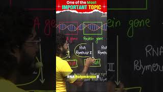 RNA POLYMERASE ENZYME biologywings [upl. by Urbana31]