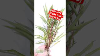 🚨50 OFF🚨HYGROPHILA STRICTA RED STEM UNIQUE PLANT TODAY ONLY 121323 [upl. by Babby]