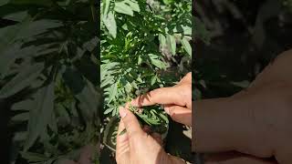 Want fuller bushier marigolds Try the pinching method ✂️🌿iamthegardener marigoldpinching [upl. by Celka188]