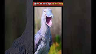 नकलची पक्षी  Lyrebird shorts ytshort facts [upl. by Llewxam990]