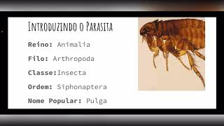 Pulgas  Ordem Siphonaptera [upl. by Den871]