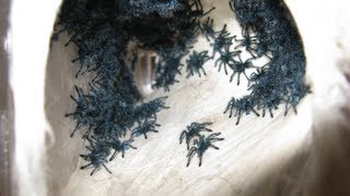 RETRIEVING AND TRANSFERRING THE AVICULARIA VERSICOLOR SLINGS [upl. by Apple]