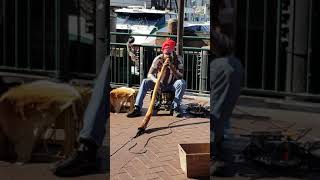 An Australian aboriginal man plays a didgeridoo musical instrument  Circular Quay [upl. by Loftus]