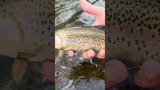 Dry fly bite has been on fire [upl. by Ahsietal]