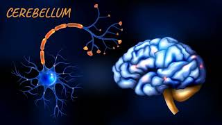 Afferent and efferent pathways of Cerebellum  Cerebellum  Neuroanatomy [upl. by Hatokad]