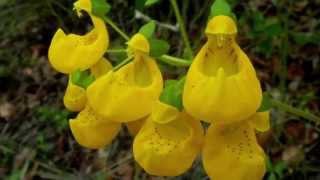 Calceolaria Phillippi [upl. by Pfosi]