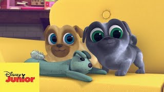 🎶 La Canción de Puppy Dog Pals con Perritos Reales [upl. by Hteazile]