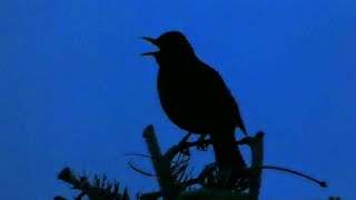 Blackbird Singing at 430am  Dawn Chorus [upl. by Fachini468]