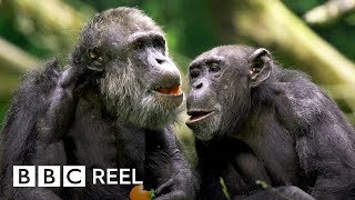 Chimpanzees are ‘just like us’  BBC REEL [upl. by Butch]