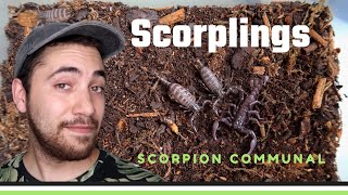 My Pet Baby SCORPIONS Update They are GROWING Heterometrus spinifer [upl. by Jonati]