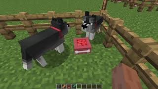 Copious Dogs Mod For Minecraft FIRST MINECRAFT VIDEO [upl. by Donall]