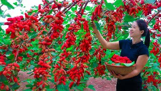 Harvesting Strawberry amp Goes To Market Sell  Gardening And Cooking  Lý Tiểu Vân [upl. by Bethena]