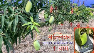 Mallika Mango  A promising hybrid for high density plantation मल्लिका आम सघन बागवानी के लिये वरदान [upl. by Asare]