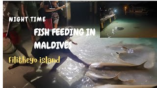 Food Feeding for 🐟Shark amp Stingray In Maldives Filitheyo Island ResortPart7 Maldives [upl. by Leatrice313]