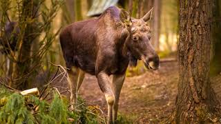 Tragic Encounter Moose Attack in Alaska [upl. by Coppinger]