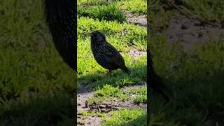 Sturnus vulgaris canto estornino parquelasheras bird shortsvideo shortvideo sturnusvulgaris [upl. by Ary]