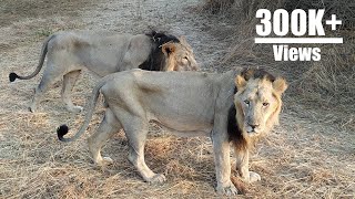 Asiatic Lion  Sasan Gir  INDIA [upl. by Heywood]