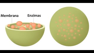 lisosomas y peroxisomas [upl. by Elleirb]