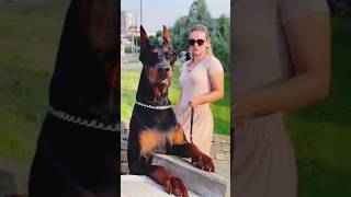 German Shepherd vs Doberman pinscher vs Rottweiler [upl. by Ertsevlis758]