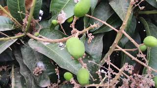 A Mango Tree  Mangifera indica [upl. by Arten]