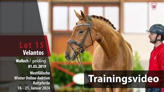 WinterAuktion Training Lot 15 Velantos Wallach v Valverde  Stedinger [upl. by Acinoed182]