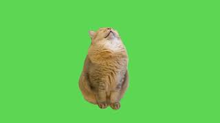 Sleeping Cat Meme  Green Screen [upl. by Dryfoos806]