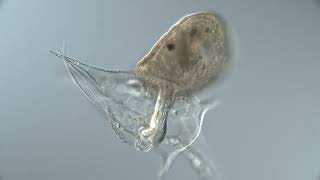 Flatworm larva eats nauplius – timelapse [upl. by Alvan]