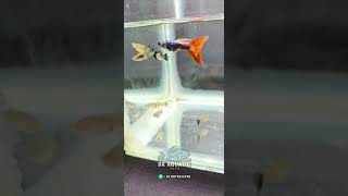 Beautiful Guppies breeder aquarium guppys aquariumfishfarm guppybreeding guppyfishfarming [upl. by Newton]